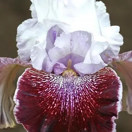 Ірис бородатий крупноквітковий "Liberal Bias" (61808) 1 шт - фото 1