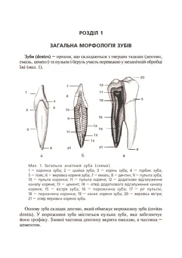 Основи клінічної морфології зубів - фото 9