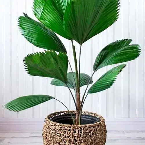 LMTD Пальма веерная Agro-Market Licuala 40-60 см (186159) 1 саженец в упаковке (комнатный) Нидерланды - фото 1