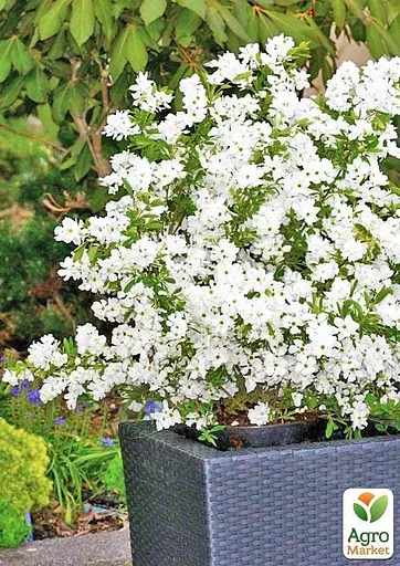 Екзохорда кистовидная 2-х річна Magical Springtime висота 30-50см (115242) 1 саженец - фото 5