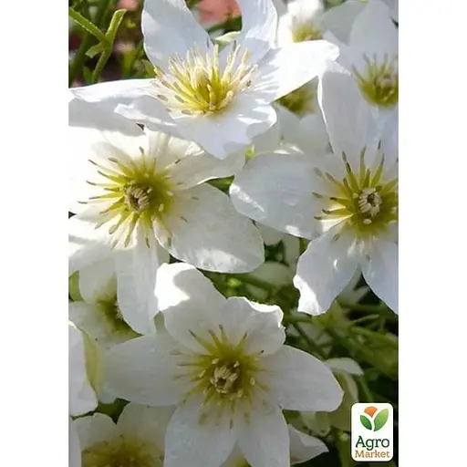 LMTD Клематис Agro-Market Joe 4-річний (висота 90-110см) (185108) 1 саджанець в упаковці Нідерланди - фото 1