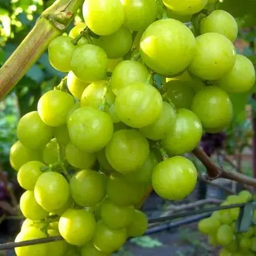 Виноград десертный Agro-Market Прима Украины (укорененный саженец в контейнере) (187676) 1 саженец в упаковке - фото 1