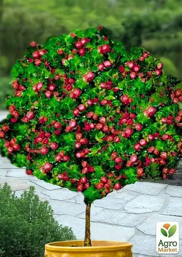 Агрус на штамбі Agro-Market "Хінномакі Рот" (Hinnonmaki Rot) (середній термін дозрівання) (43073) 1 саджанець в упаковці - фото 2