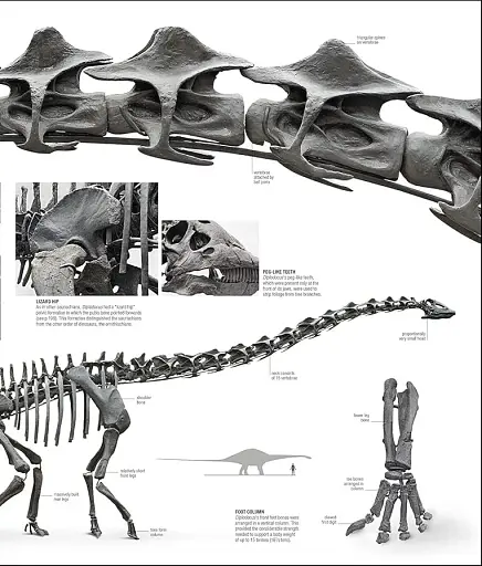 Dinosaurs and Prehistoric Life. The Definitive Visual Guide - фото 8