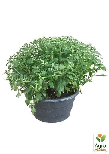 Хризантема Садова "Domino White" (висота 30-50см) (101668) 1 саженец - фото 2