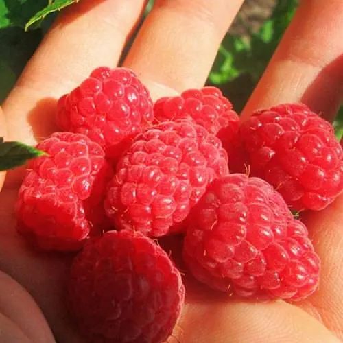 Малина Agro-Market "Версаль" (ранний срок созревания, высокоурожайный и бесшипый сорт) 1-летний саженец (189532) 1 шт в упаковке - фото 3