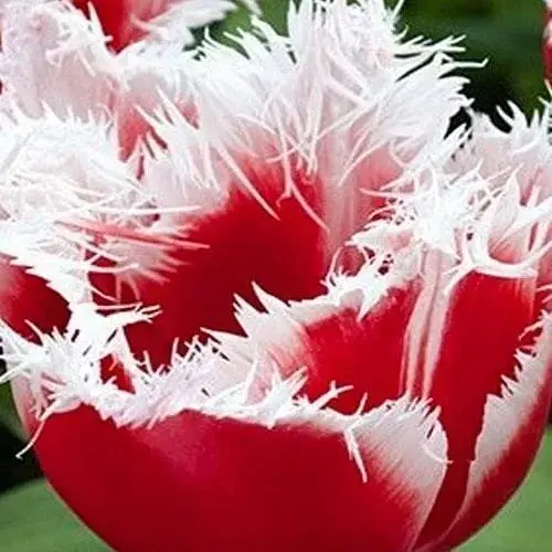 Тюльпан "Canasta" 3 шт (17145) - фото 1