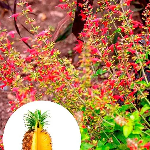 Шавлія блискуча "Pino" (186531) 1 саженец - фото 2