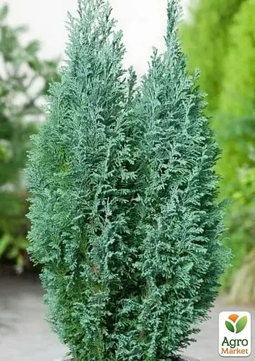 Кипарисовик Лавсона "Alumi" С3 висота 20-30см (184975) 1 саджанець - фото 4
