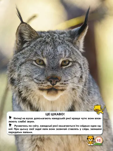 Світ навколо нас. Великі кішки - фото 3