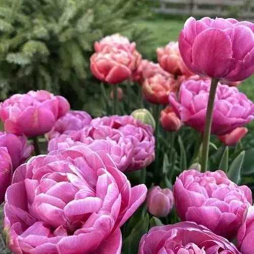 Тюльпан «Amazing Grace» (181241) 2 шт - фото 1