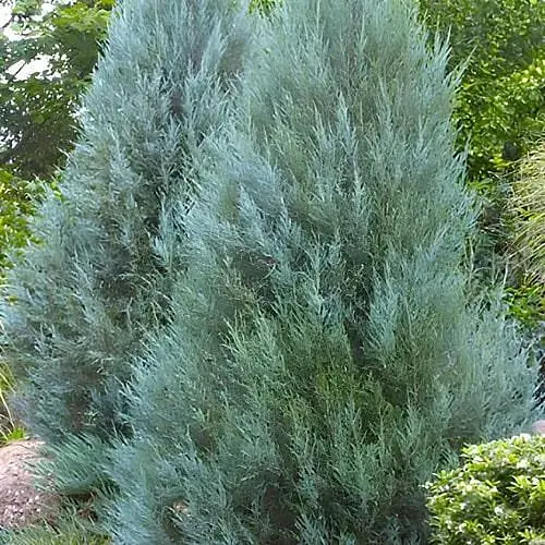 Ялівець скельний "Moonglow" (ком/сітка) висота 170-190 см (188435) 1 саджанець - фото 1