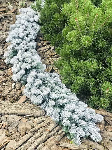 Гірлянда хвойна Hvoya Lux лита засніжена 2 м - фото 4
