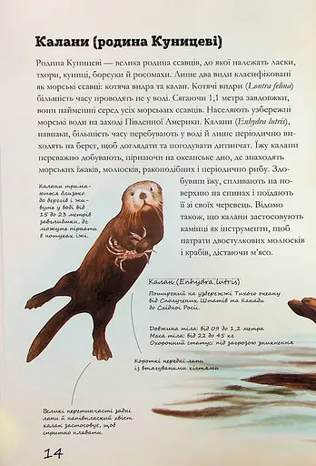 Морські тварини світу. Нотатки, малюнки та спостереження про тварин, що живуть в океані - фото 15