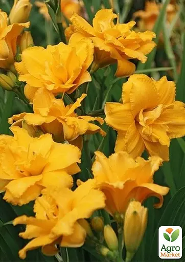 Лилейник "Condilla" 1 шт (36176) - фото 4