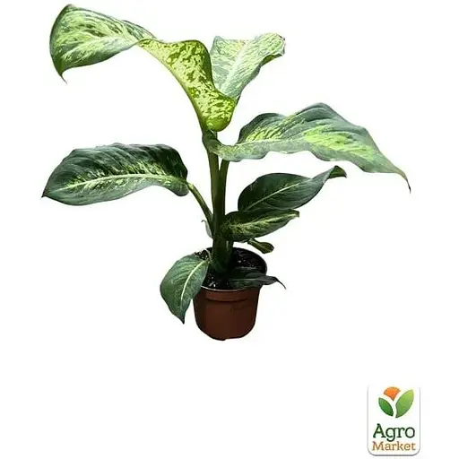 Дифенбахия Agro-Market (Dieffenbachia) Mars высота 40-60 см (186157) 1 саженец в упаковке - фото 3