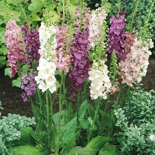 Вербаскум "Римські свічки" (Зіпер) Весна 0.5г (184441) - фото 1