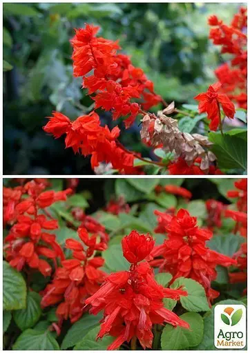 Сальвия блестящая Весна 0.5г (13299) - фото 4