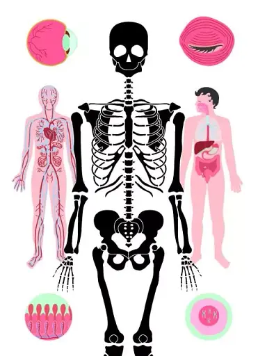 Тіло людини - фото 2