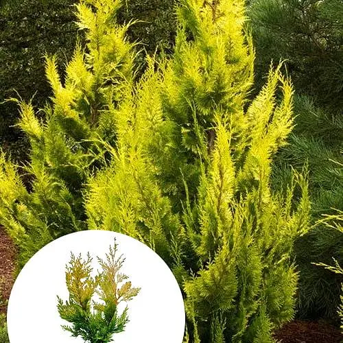 Купрессоципарис Лейланда Gold Rider (C2 высота 30-50см) (189168) 1 саженец - фото 3