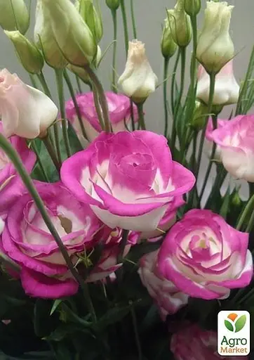 Эустома махровая "Rosita Hot Lips" укоренена в контейнере Р9 (50679) 1 саженец - фото 2