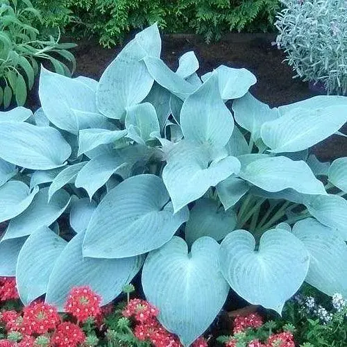 Хоста "Canadian Blue" 1 шт (23456) (Корневище) - фото 1