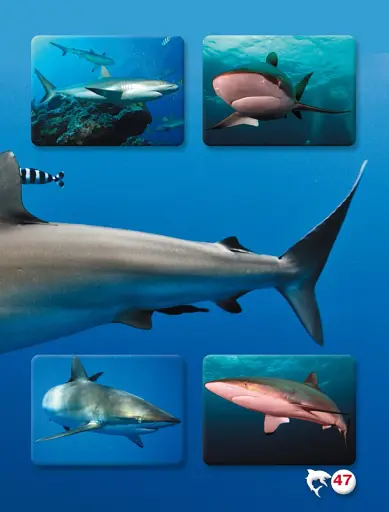 Світ навколо нас. Акули - фото 3