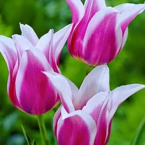 Тюльпан "Claudia" (лілієцвітний) (186175) 2 шт - фото 1