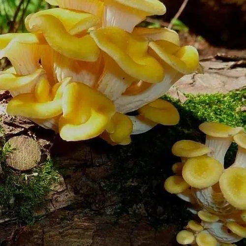 Міцелій на дубових брусочках "Глива лимонна-жовта" 10шт (45240) - фото 1