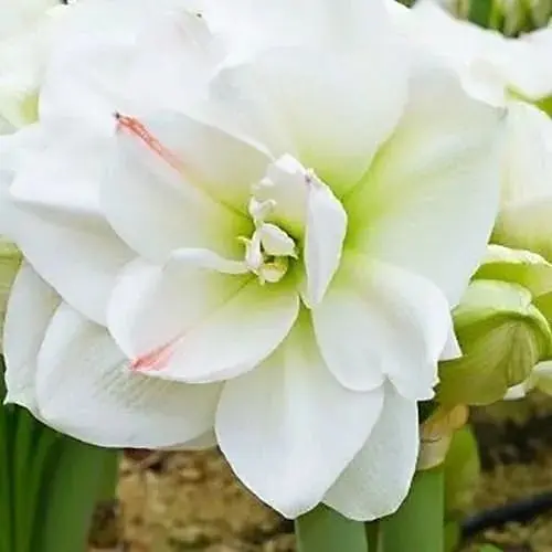 Гиппеаструм махровый "White Amadeus" (Амариллис) (177193) 1 шт - фото 1