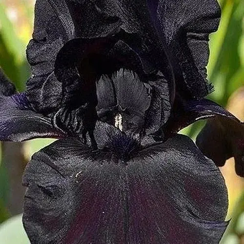 Ирис бородатый крупноцветковый "Ghost Train" (181080) 1 шт - фото 1