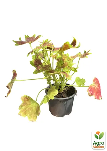 Пеларгония пестролистная "Toscana Choсolate" (185486) 1 саженец - фото 2