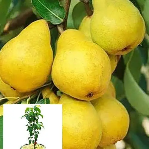 Груша колоноподібна Agro-Market Медова укорінена в контейнері саджанець 2 роки 99959 1 саджанець в упаковці - фото 1