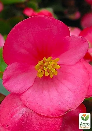 Бегонія вічноквітуча "Bada Bing" (48688) 1 саженец - фото 2