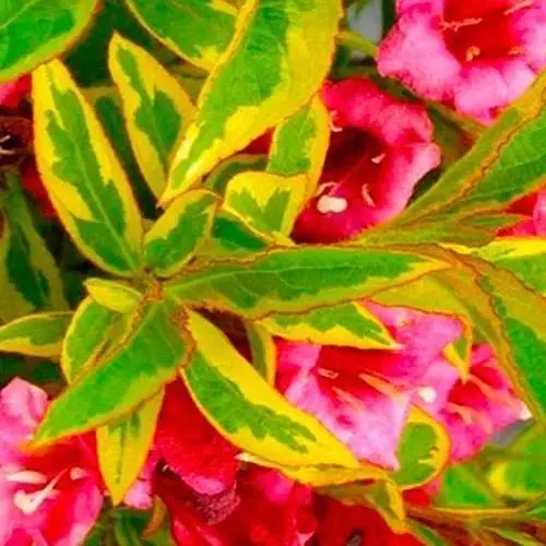 Вейгела "Brigela" вазон С3 висота 20-25см (118953) 1 саженец - фото 1