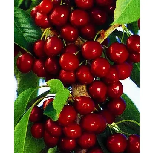 Черешня колоновидная "Сильвия" укоренена в контейнере (саженец 2 года) (153088) 1 саженец в упаковке - фото 1