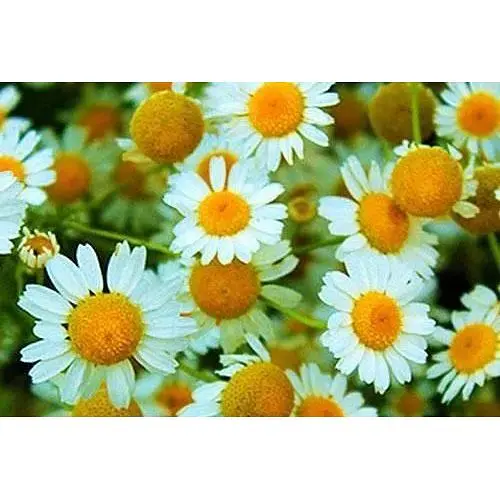 Ромашка аптечна Весна 1г (46096) - фото 1