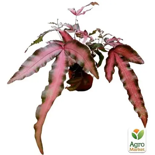 Птеріс Agro-Market Критський Make-up Pink (112545) 1 саджанець в упаковці  кімнатний - фото 2