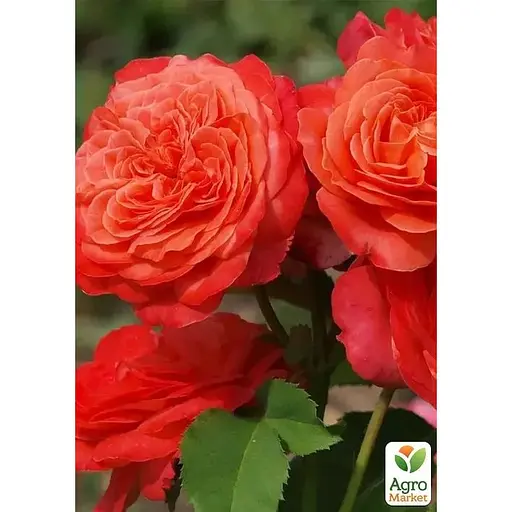 Роза шраб Agro-Market Emilien Guillot в контейнере, высший сорт (190047) 1 саженец в упаковке - фото 1