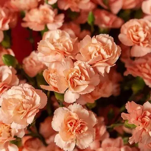 Гвоздика Махрова "Colores Fina" (188628) 1 саженец - фото 1