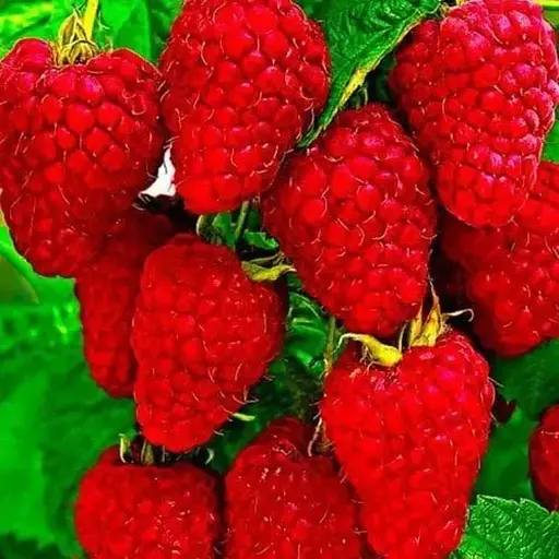 Малина Agro-Market "Брусиловский стандарт" (ремонтантный сорт, ранний срок созревания) 1-летний саженец (189486) 1 шт в упаковке - фото 1