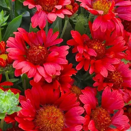 Гайлардія багаторічна великоквіткова "Mesa Red" (вазон Р9) (189461) 1 саженец - фото 1