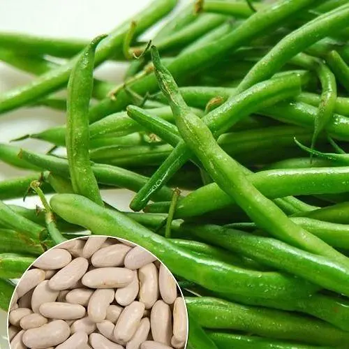 Фасоль "Спаржевая зеленая" ТМ "Весна" 15г (13372) - фото 1