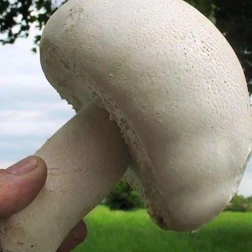 Сухий зерновий міцелій «Печериця великоплідна» 100г (45606) - фото 1