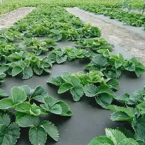 Агроволокно Shadow з перфорацією 2 отвори 90 г/м² 1.07 x 50 м (АВЧПР0003) - фото 5