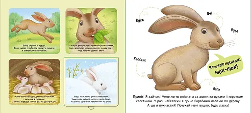 Познайомся і погладь: Лісові тварини - Ірина Потаніна (557587) - фото 2