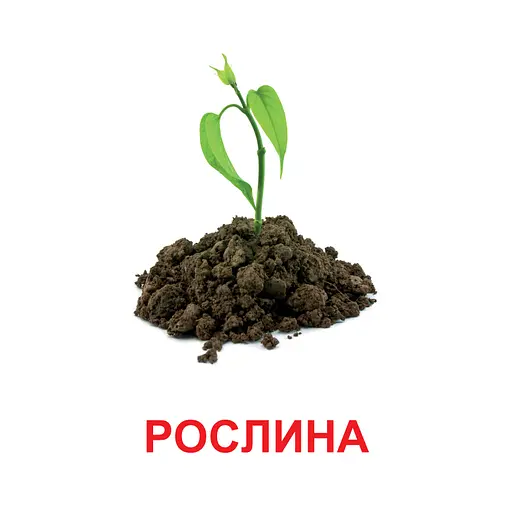 Картки міні Zirka Світ рослин 110х110 мм (478518) - фото 4