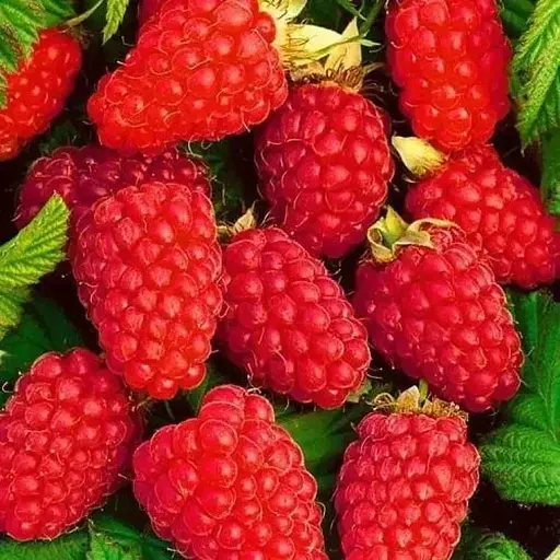 Малина Agro-Market "Tulameen" (среднепоздний срок созревания, отличный вкус и аромат) 1-летний саженец (189480) 1 шт в упаковке - фото 1