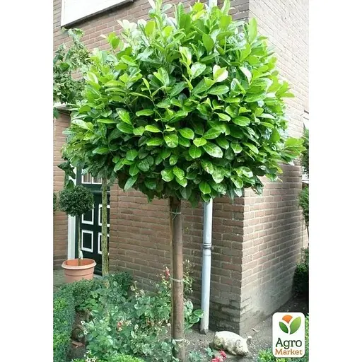 Лавровишня лекарственная на штамбе Agro-Market Novita С7.5 высота 100-110 см (182851) 1 саженец в упаковке - фото 5