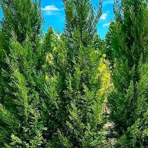 Купрессоципарис Лейланда "Pyramidalis" С5 висота 80-100см (186575) 1 саджанець - фото 1